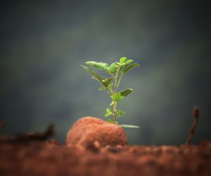 Sushobhan Badhai 372964 Unsplash